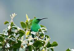 Nectarinia famosa famosa
