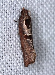 Glyphidoptera insignana