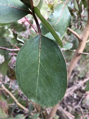 Eucalyptus ovata
