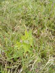 Austroeupatorium inulifolium