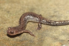 Plethodon sherando