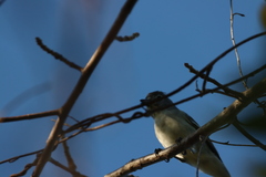 Vireo solitarius