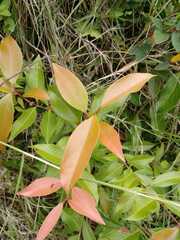 Vaccinium bracteatum