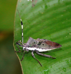 Molchina hopei