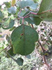 Eucalyptus ovata