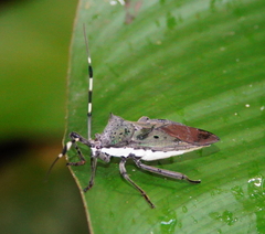 Molchina hopei