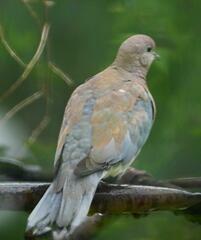 Streptopelia senegalensis senegalensis