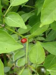 Rauvolfia tetraphylla