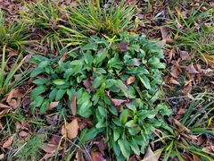 Packera schweinitziana