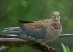 Streptopelia senegalensis senegalensis