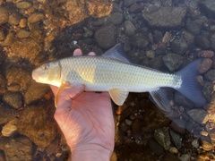 Moxostoma erythrurum