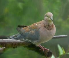 Streptopelia senegalensis senegalensis