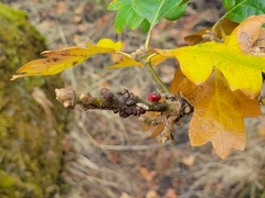 Disholcaspis mellifica