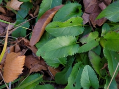 Packera schweinitziana