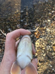 Moxostoma erythrurum