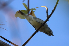 Vireo solitarius