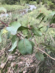 Eucalyptus ovata