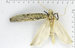 Orthenches chlorocoma