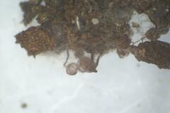 Cribraria cancellata