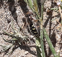 Austroscaeva melanostoma