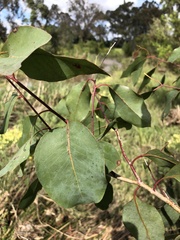 Eucalyptus ovata