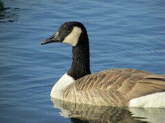 Branta canadensis