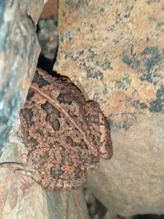 Sclerophrys gutturalis