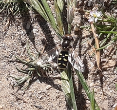 Austroscaeva melanostoma