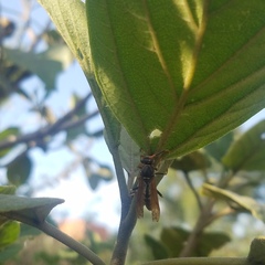 Polistes weyrauchorum