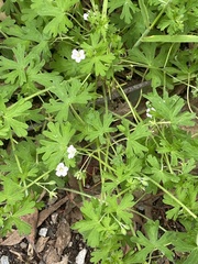 Geranium retrorsum