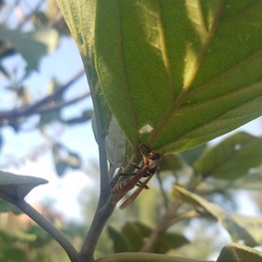 Polistes weyrauchorum