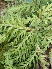 Selaginella repanda