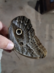 Caligo telamonius