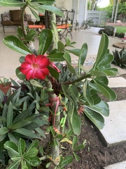 Adenium
