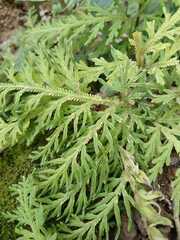 Selaginella repanda
