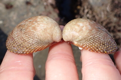 Dallocardia quadragenaria