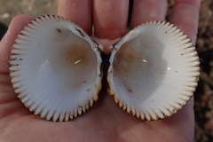 Dallocardia quadragenaria