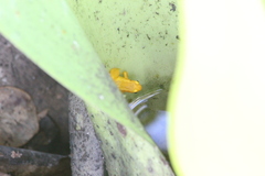 Anomaloglossus beebei