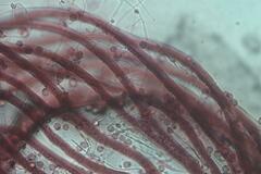 Cribraria cancellata
