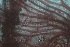 Cribraria cancellata