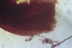 Cribraria cancellata