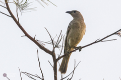 Chlamydera nuchalis