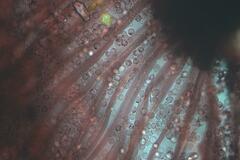 Cribraria cancellata