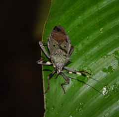 Molchina hopei