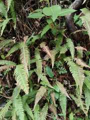 Blechnum occidentale