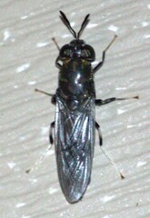 Stratiomyidae
