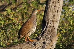 Pternistis natalensis