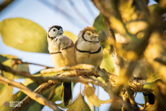 Stizoptera bichenovii