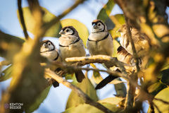 Stizoptera bichenovii
