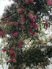 Melaleuca viminalis